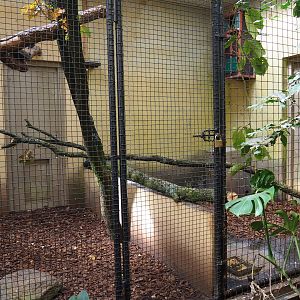Indoor aviary Red-winged parrot - Wrinkled hornbill - Malayan great argus (Sep 16th, 2018)