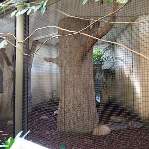 Indoor aviary Red-winged parrot - Wrinkled hornbill - Malayan great argus (Sep 16th, 2018)