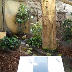 Indoor aviary Superb fruit dove - Grosbeak starling (Sep 16th, 2018)