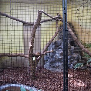Indoor aviary greater roadrunner (Sep 16h, 2018)