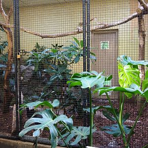 Indoor aviary Inca jay - Grey-winged trumpeter (Sep 16th, 2018)
