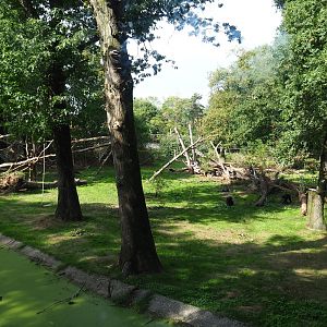 Chimpanzee colony (Sep 16th, 2018)