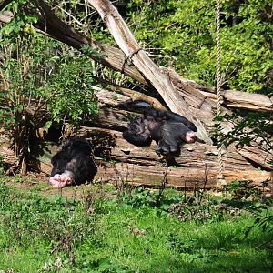 Female Chimpanzees (Pan troglodytes) on their island (Sep 16th, 2018)