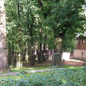 Chimpanzee colony with the ape house in the back (Sep 16th, 2018)