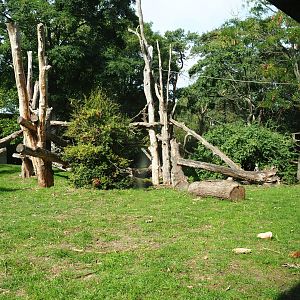 Western lowland gorilla - Golden-bellied mangabey exhibit (Sep 16th, 2018)