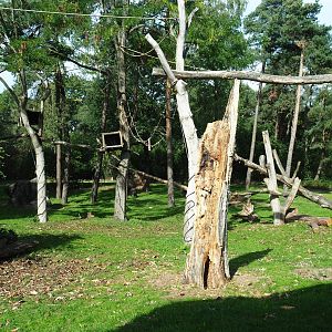Western lowland gorilla - Golden-bellied mangabey exhibit (Sep 16th, 2018)
