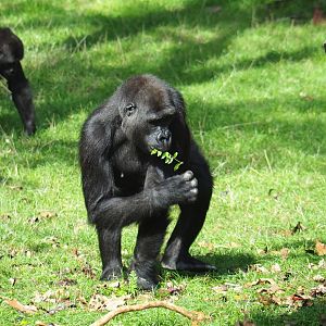 Juvenile Western lowland gorilla (Gorilla gorilla gorilla), Sep 16th, 2018