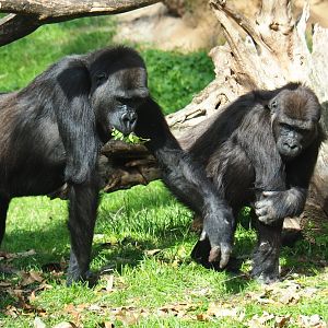 Juvenile Western lowland gorilla (Gorilla gorilla gorilla) having his food taken (Sep 16th, 2018)