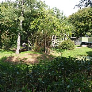 Western lowland gorilla - Golden-bellied mangabey exhibit (Sep 16th, 2018)