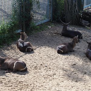 Ellipsen waterbuck (Kobus ellipsiprymnus ellipsiprymnus), Sep 16th, 2018