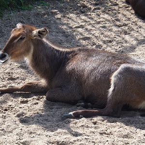 Female Ellipsen waterbuck (Kobus ellipsiprymnus ellipsiprymnus), Sep 16th, 2018
