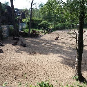 View of section of main Safari exhibit (Sep 16th, 2018)