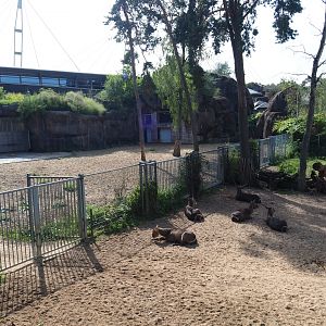 Safari separation paddock (Sep 16th, 2018)