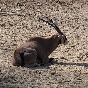 Beisa oryx (Oryx beisa beisa), Sep 16th, 2018