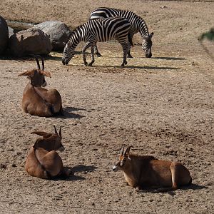 Roan antelopes (Hippotragus equinus) and Grant's zebras (Equus quagga boehmi), Sep 16th, 2018
