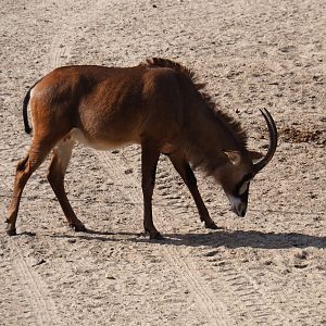 Female Roan antelope (Hippotragus equinus), Sep 16th, 2018