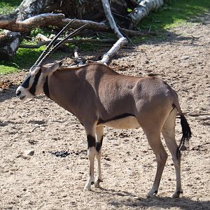 Beisa oryx (Oryx beisa beisa), Sep 16th, 2018
