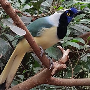 Green jay