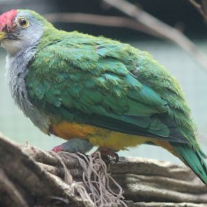 Beautiful fruit-dove