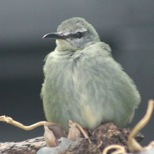 Red-legged honeycreeper - female