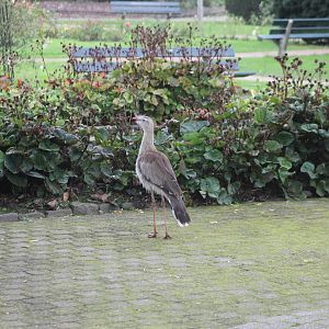 Free-ranging Crested seriema