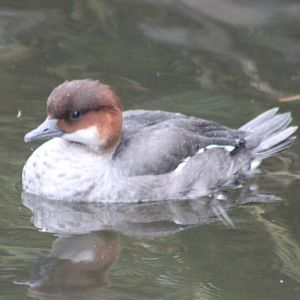 Smew
