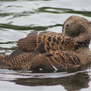 Eider - female