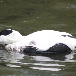 Eider - male