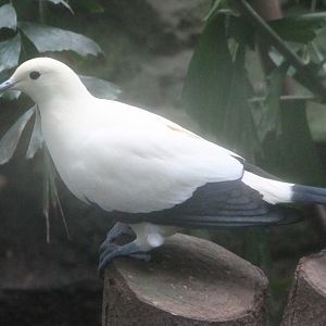 Pied imperial pigeon