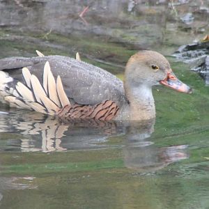 Plumed whistling duck