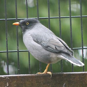 Jungle myna
