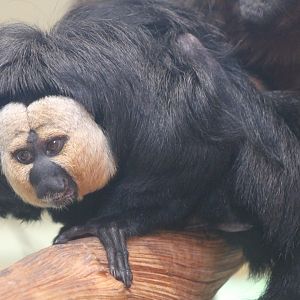 White-faced saki