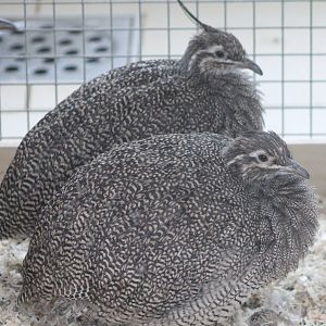 Crested elegant tinamous