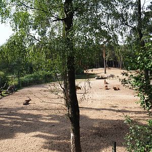 View of section of large Safari paddock (Sep 16th, 2018)