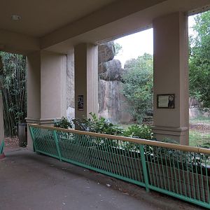 Cat Country - African Lion Exhibit