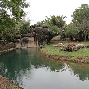 Cat Country - African Lion Exhibit