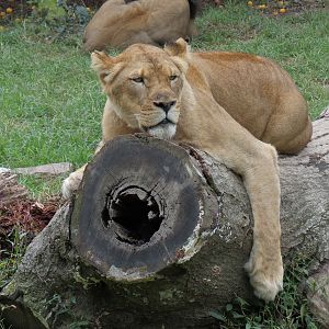 Cat Country - African Lion Exhibit