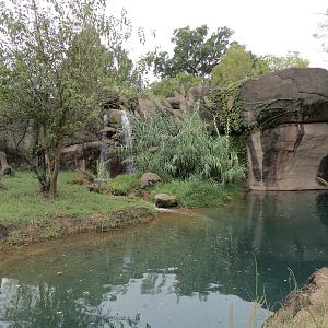 Cat Country - African Lion Exhibit
