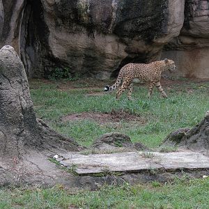 Cat Country - Cheetah Exhibit
