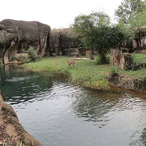 Cat Country - Cheetah Exhibit