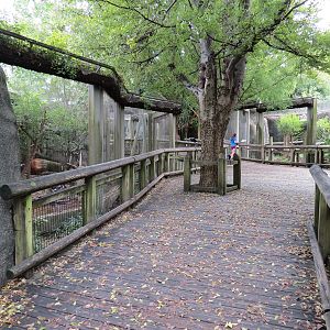 Cat Country - Ocelot Exhibit Viewing Area