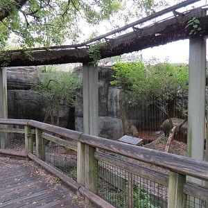Cat Country - Ocelot Exhibit