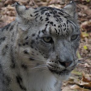 Cat Country - Snow Leopard Exhibit