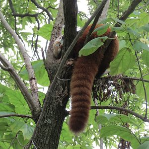 Cat Country - Red Panda Exhibit