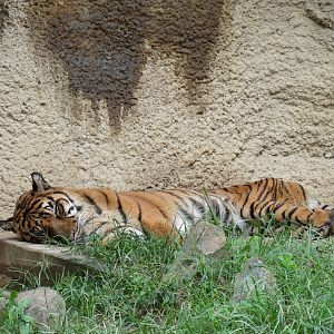 Cat Country - Bengal Tiger Exhibit