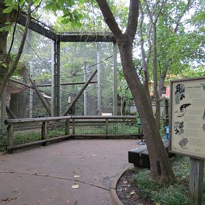 Primate Canyon - Spot Nosed Guenon Exhibit