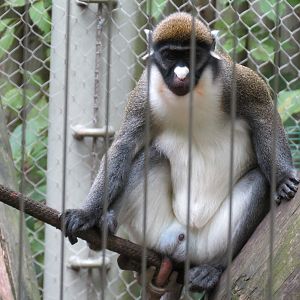 Primate Canyon - Spot Nosed Guenon Exhibit