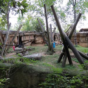 Primate Canyon - Western Lowland Gorilla Exhibit