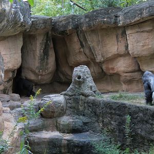 Primate Canyon - Western Lowland Gorilla Exhibit