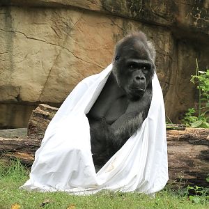 Primate Canyon - Western Lowland Gorilla Exhibit